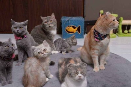 家猫抓鱼回家送主人，这是一种怎样的行为？