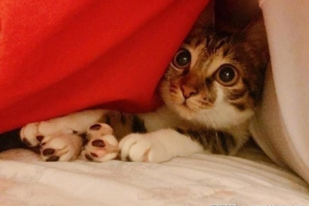 猫咪为什么总偷偷观察主人？揭秘猫的好奇心