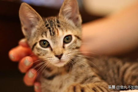 猫寄养一个月，它还记得你吗？如何避免猫咪忘记你