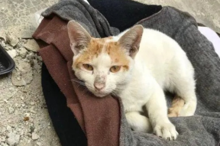 想领养流浪猫？先看看这些渴望被收养的表现