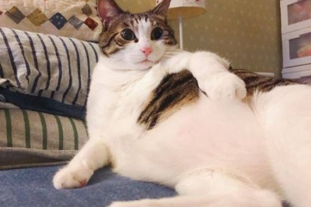 你家的猫为什么喜欢睡在你身上？揭秘猫咪睡觉的秘密！