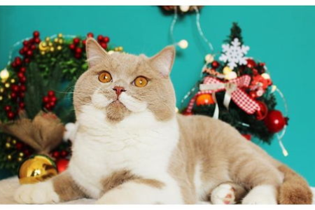 猫咪的好奇心从哪来？探索猫对新事物的好奇原因