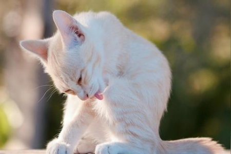 猫吃完饭舔自己，是清洁还是另有原因？