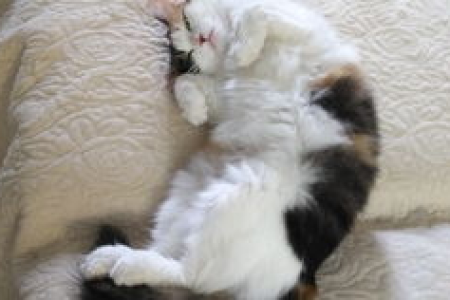 家里拖地猫就盯着拖把？原来猫也有狩猎本能！