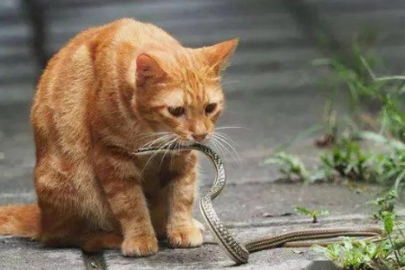 猫与蛇、狗：为什么猫咪不怕蛇反而怕狗？深入分析