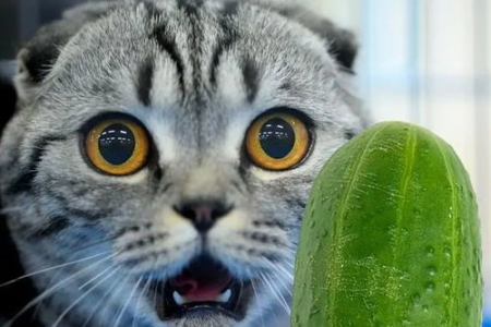 猫为什么反应比蛇快？揭秘猫咪惊人速度的秘密！