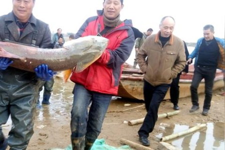 小猫和老虎：看似天敌，为何小猫不怕老虎？