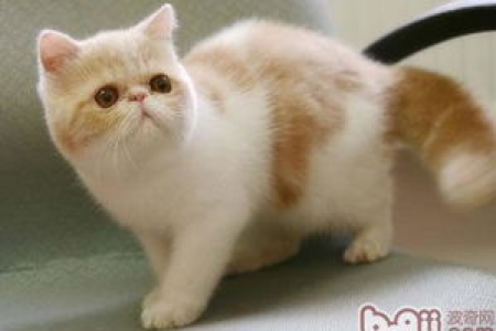 为什么我的加菲猫总是乱拉屎不盖？解决办法都在这