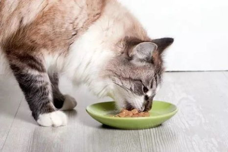 猫咪躲日光灯的原因，你真的了解吗？