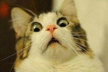 为什么猫咪见了黄瓜就挠？猫的古怪反应