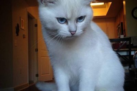 为什么我的猫不怎么高冷？猫咪性格的多种可能性