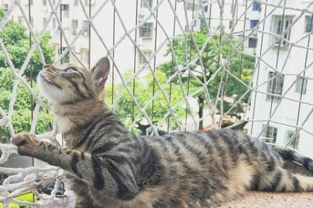 猫咪为何能战胜眼镜蛇？揭开猫蛇大战背后的真相