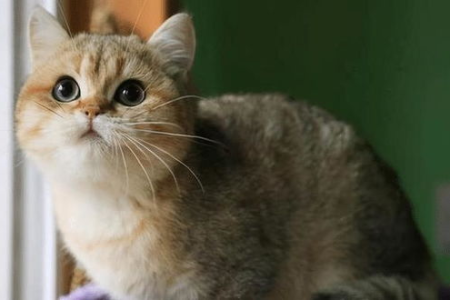 英短猫为什么一直掉毛？这几个原因你必须了解