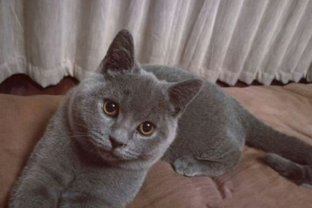 英短蓝猫为什么会咬我？原因分析及解决方法
