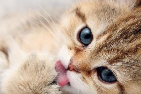 猫爱睡在主人腿上是为什么？原来猫这么粘人！