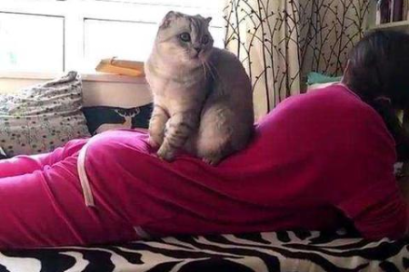 解读猫咪行为：猫窝爪子趴着究竟意味着什么？