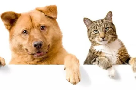 猫为什么比狗更冷漠？从基因到习性深度解析