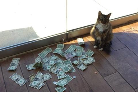 解读猫咪行为：猫为什么会喜欢撒娇卖萌求关注？