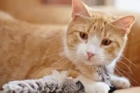 我的猫怎么突然疏远我了？解决方法都在这里！