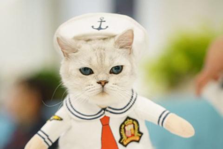 英短蓝猫不粘人，是性格原因还是其他原因？