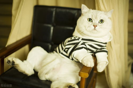英短猫一天睡多久才算正常？爱睡觉的猫咪健康吗？