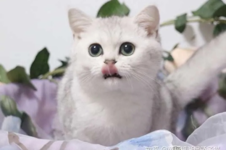 宠物猫能成为赛级猫吗？赛级猫的选育和培养