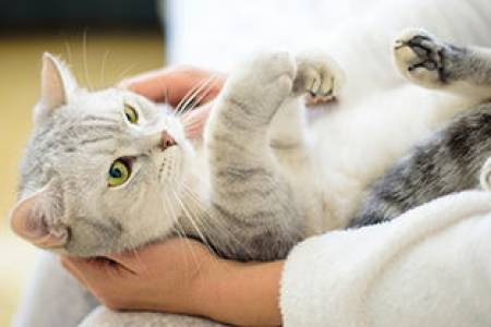 猫咪坐车太吵闹？这些方法让它安静下来！
