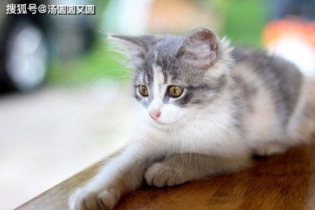 猫咪为什么用猫砂？原来是为了掩盖气味！