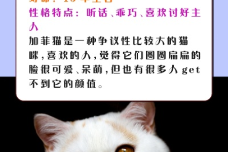 想养加菲猫？先看看它为什么这么贵！超详细价格分析