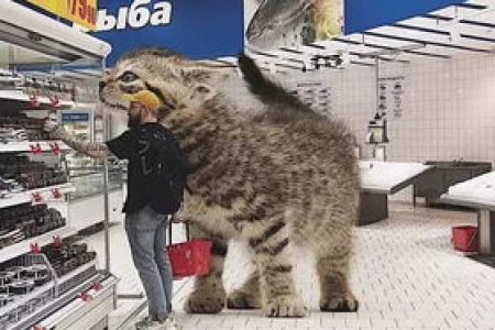为什么猫不怕蛇？揭开猫蛇大战背后的秘密，猫咪的捕猎技巧！