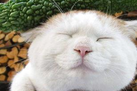 猫咪为何能抓蛇？速度与技巧的完美结合