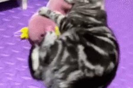加菲猫不喜欢被抱？教你如何正确和它相处