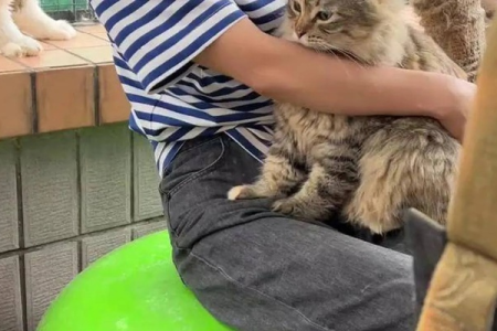小猫为啥喜欢睡在手上？猫咪睡眠习惯与人宠关系的探讨