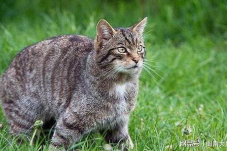 深入了解野猫：它们为什么突然靠近你？