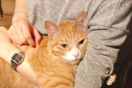 猫咪抱着你手臂蹬腿是什么意思？不同情况含义分析