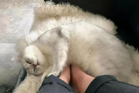 猫爱睡在主人枕头上是为啥？这背后隐藏的秘密！