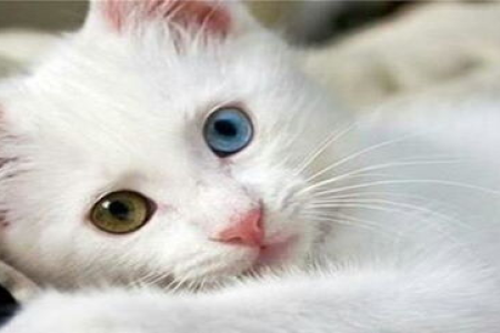 猫睡觉为啥总是缩成一团？这背后藏着秘密！
