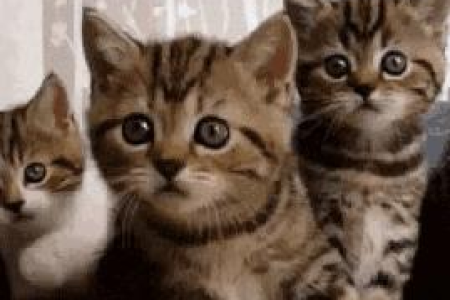 猫咪的缩骨秘诀：柔软骨骼与灵活关节的完美结合