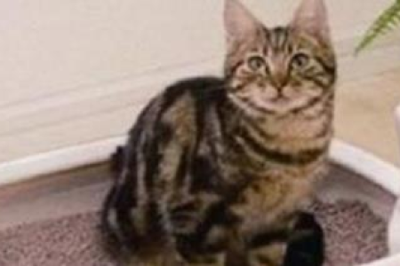 小猫睡我枕头边是为啥？3个原因告诉你答案！