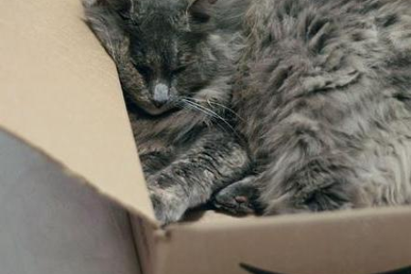 猫咪为啥喜欢团成球睡觉？原来是为了保暖和安全感！