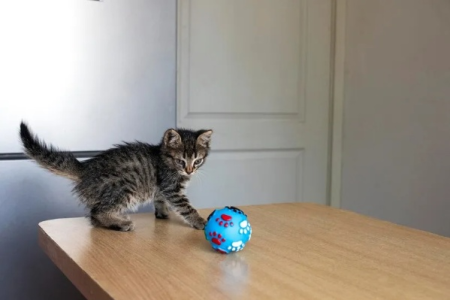 猫对球的痴迷：揭秘猫咪爱玩球的真正原因