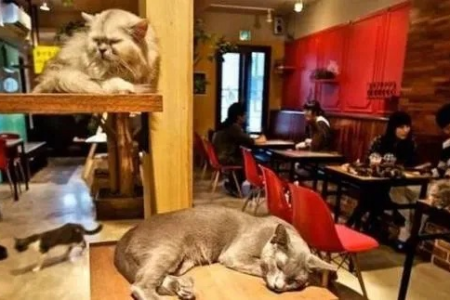 第一次去猫咖，避免踩雷！实用指南帮你轻松玩转猫咖