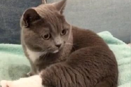 猫咪晚上盯着你看？原因竟是这些！