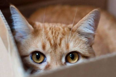 猫猫一直盯着你看？5个原因让你不再疑惑！