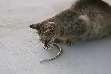 猫抓蛇吃蛇肉的秘密：天生捕猎者？还是后天习得？