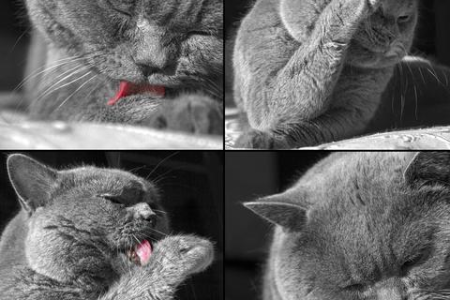 猫为什么喜欢看人洗脸？答案可能超乎你想象！