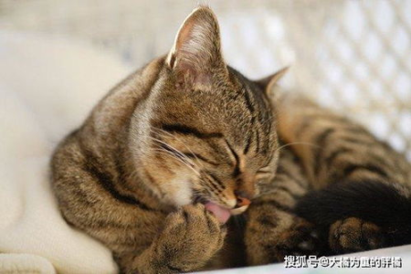 为什么猫咪喜欢睡在主人身上？猫咪睡主人身上代表什么？