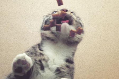 猫爬玻璃的真相：并非所有猫咪都能做到