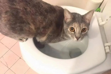 猫咪痴迷马桶冲水：好奇心还是狩猎本能？