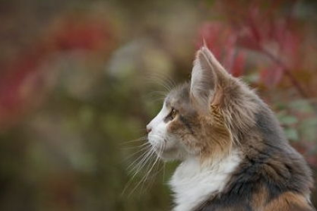 猫咪深夜发出婴儿啼哭声？这几种原因你必须知道